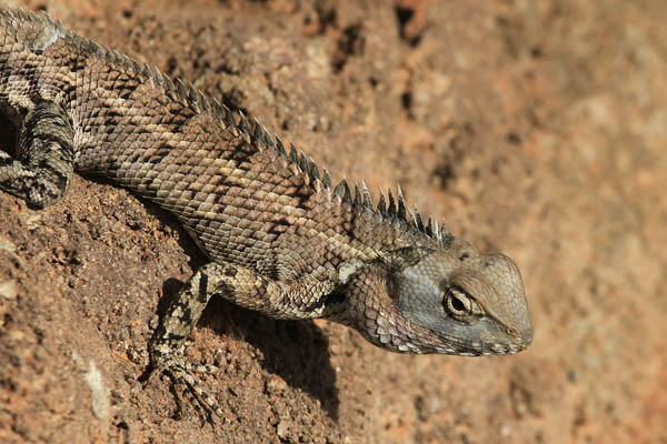 Common Garden Lizard